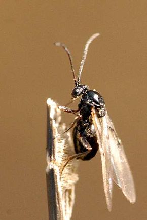 Cynips quercusfoli