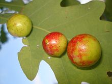 Galles-cerises du chêne
