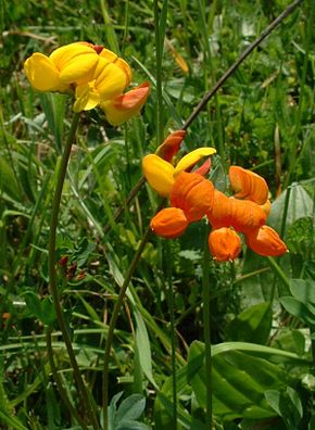 Lotus corniculatus