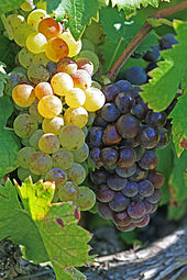 Muscat blanc et Muscat noir