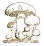 Agaricus pilatianus