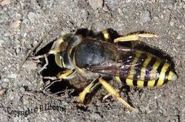 Bembex à rostre rapportant dans son terrier sa proie, un bombylidae (Juillet 2005 à Vallouise à la limite du parc des Ecrins dépt 05).