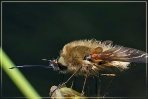 Bombyle, photographie de Loïc Kornprobst.