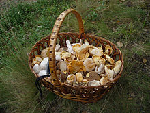 Cueillette de champignons