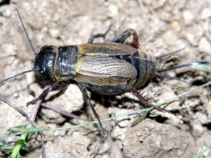 Grillon champêtre (Gryllus campestris)... .