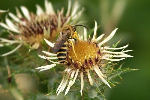 Halicte mâle.