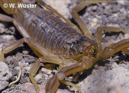 Scorpion languedocien.
